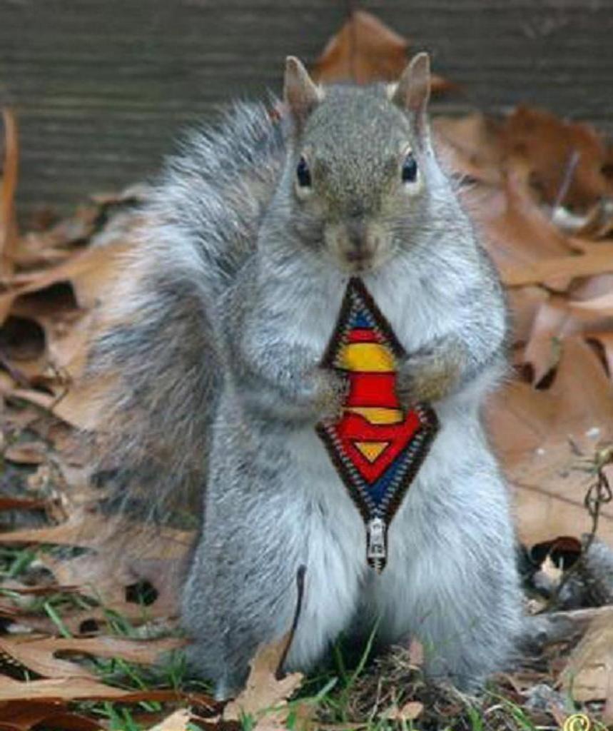 supersquirrel.jpg